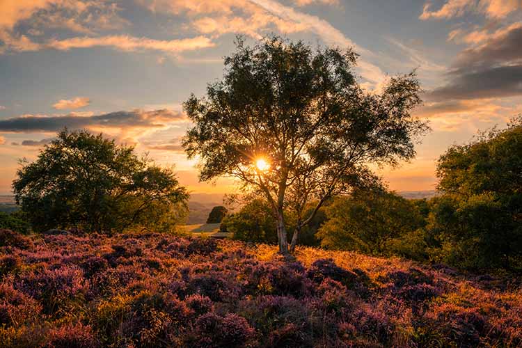 Dreams of Summer Light